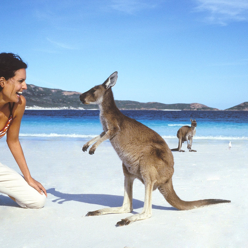 Kangaroo on Lucky Bay