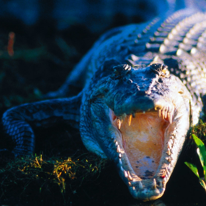 Saltwater Crocodile in the Northern Territory